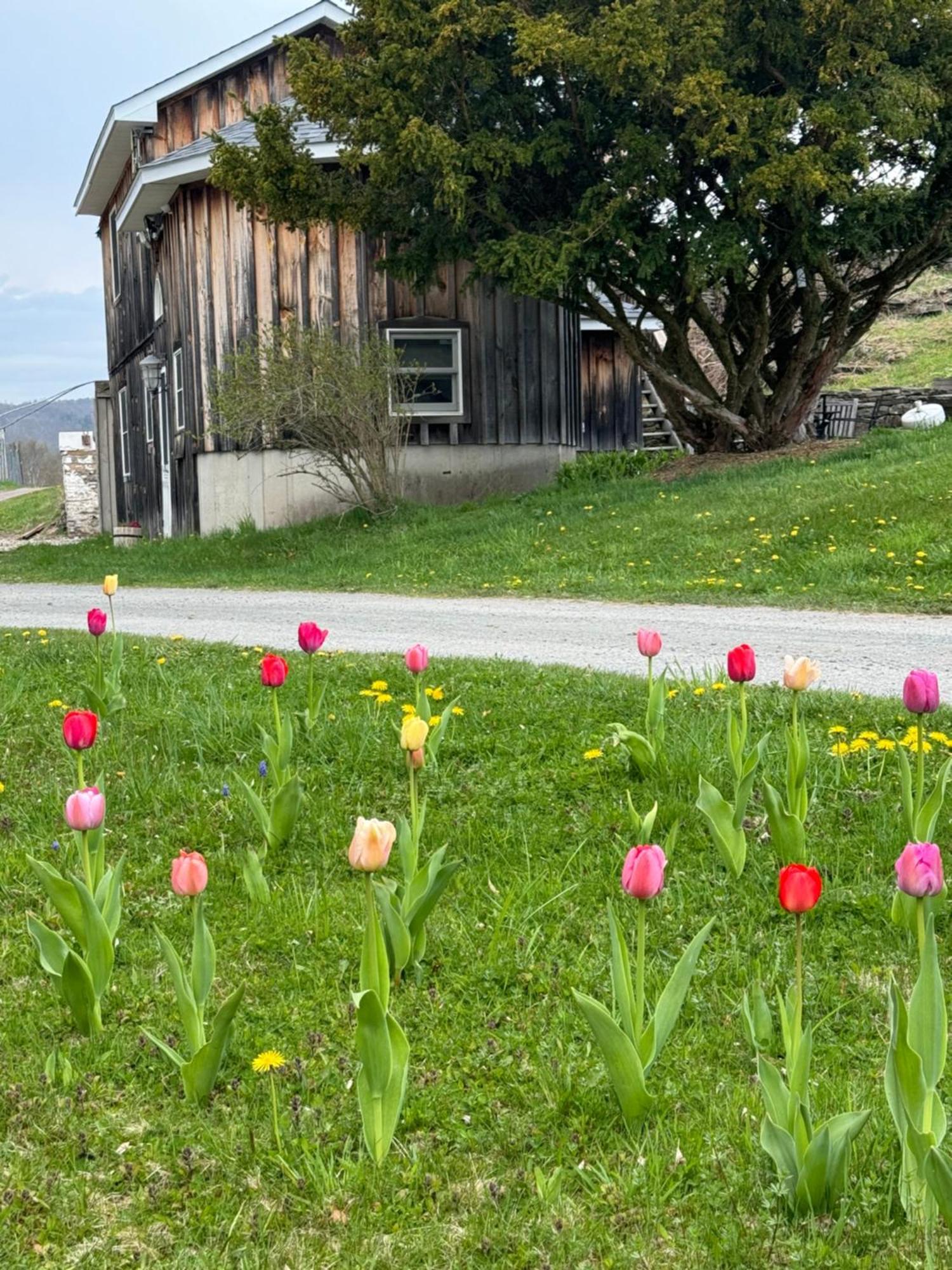 Idea Farm Hotell Callicoon Center Eksteriør bilde